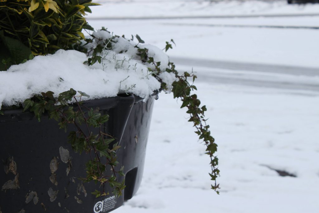 A picture of a plant covered in snow.